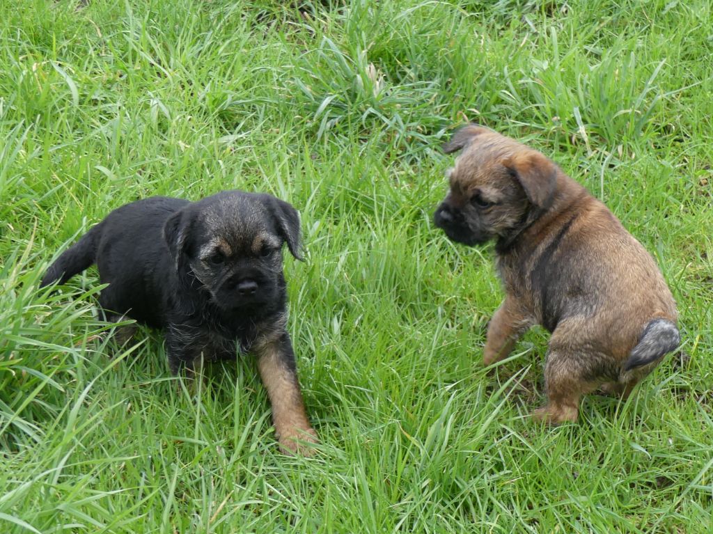 chiot Border Terrier De La Richardaie